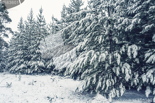 Image of Forest of pine trees in snow