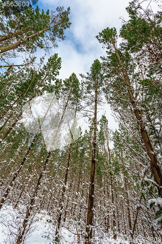 Image of Looking up at a forest of tall pine trees covered in snow