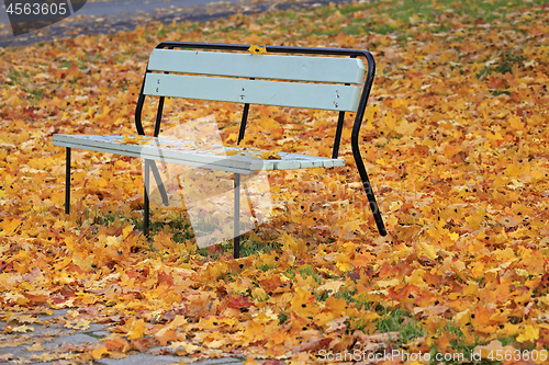 Image of Fallen Leaves in the Park