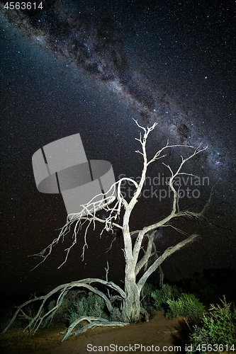 Image of Starry night sky over gnarly dead tree in desert