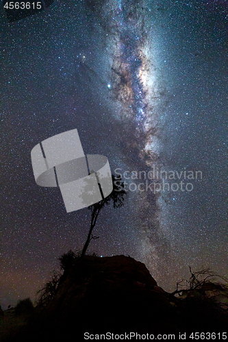 Image of Lone tree bristling in the night breeze under a milky way sky