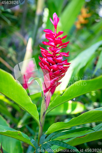 Image of tropical red flower Bali Indonesia