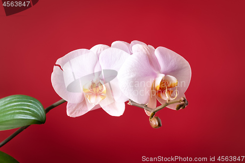 Image of pink phalaenopsis orchid flower