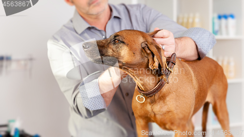 Image of Bavarian Welding Dog Grooming