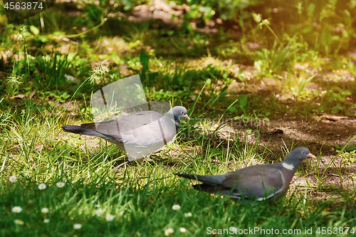 Image of Wood Pigeons on Grass