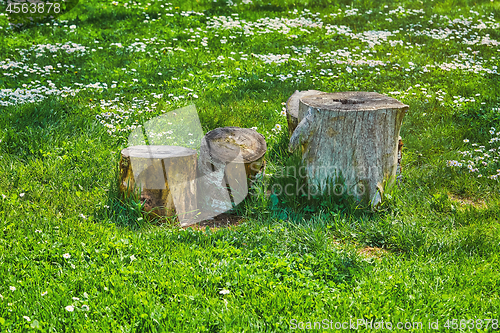 Image of Tree Stumps in the Grass