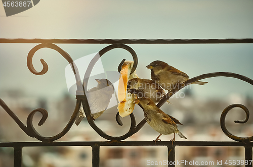 Image of Sparrows Eating Bread