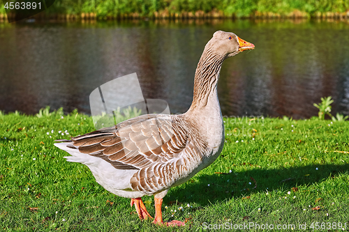 Image of Grey Goose on the Grass