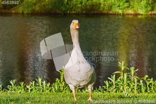 Image of Grey Goose on the Grass