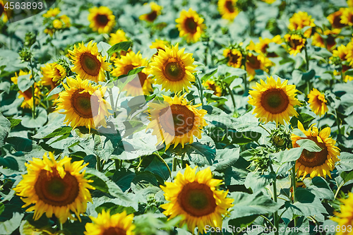 Image of Sunflowers Field in Bulgaria