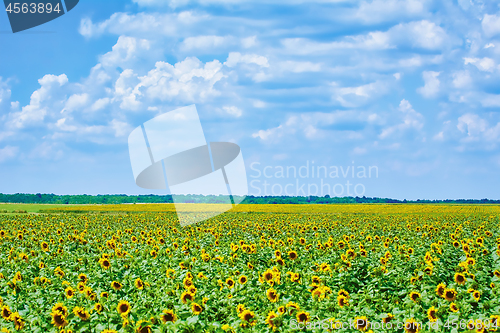 Image of Sunflowers Field in Bulgaria