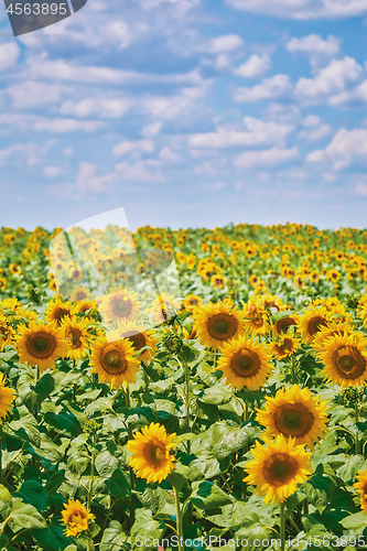 Image of Sunflowers Field in Bulgaria