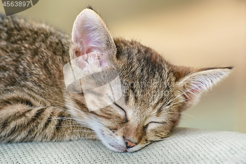 Image of Portrait of Sleeping Kitten