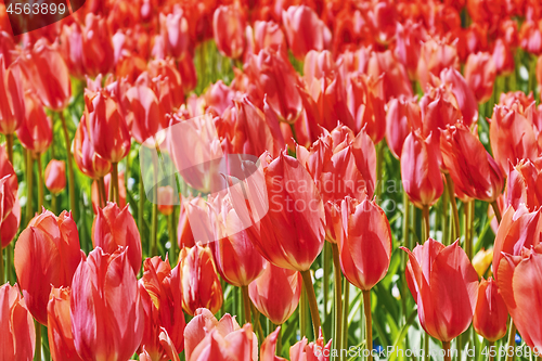 Image of Red Tulips Background