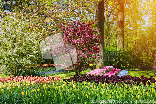 Image of Spring in Netherlands