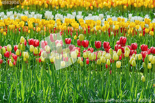 Image of Flower Bed of Tulips