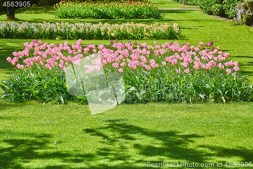 Image of Flower Bed of Tulips