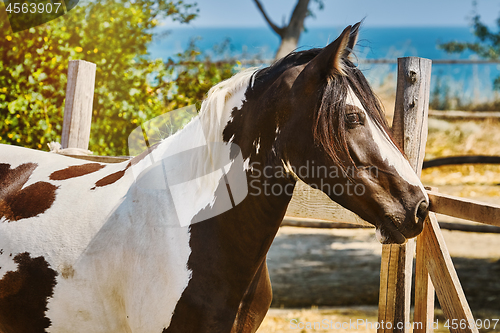 Image of Portrait of Horse