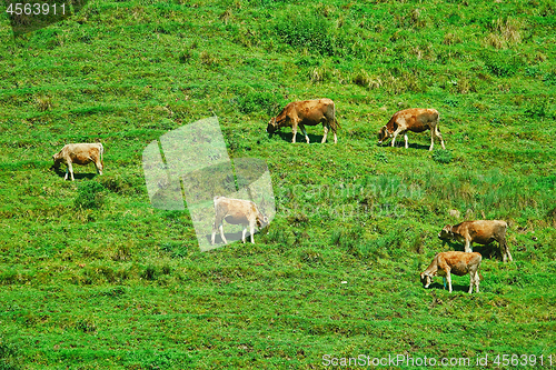 Image of Cows on Pasture