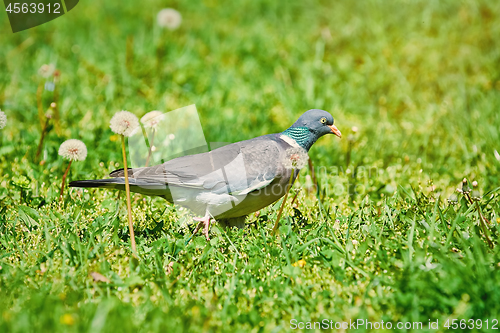 Image of Common Wood Pigeon