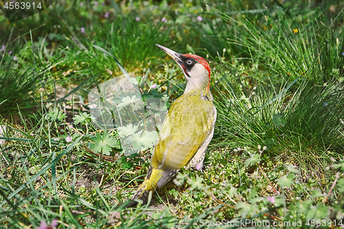 Image of European Green Woodpecker