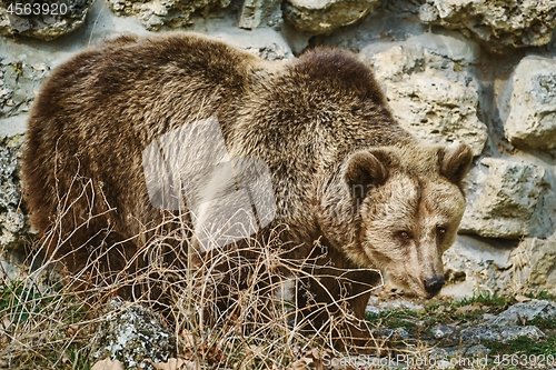 Image of Brown Bear near the Wall