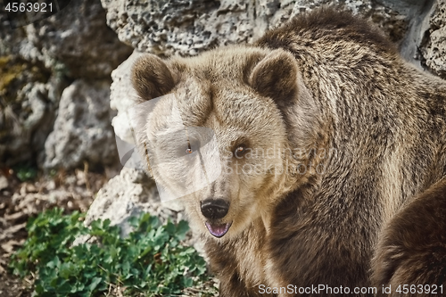 Image of Portrait of Brown Bear