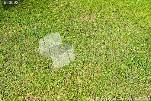 Image of Grass Texture