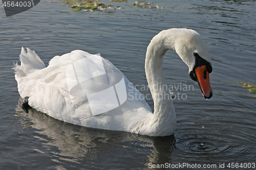 Image of Swan