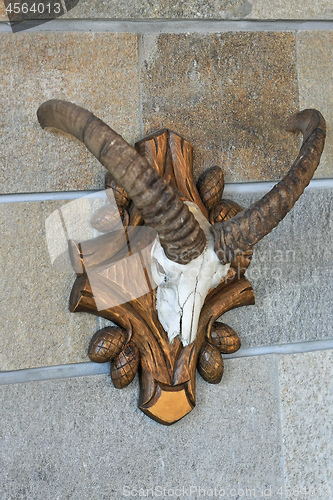 Image of Trophy Head