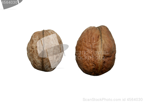 Image of two walnuts