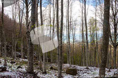 Image of Woods in Amiata Mountain in spring season, Tuscany