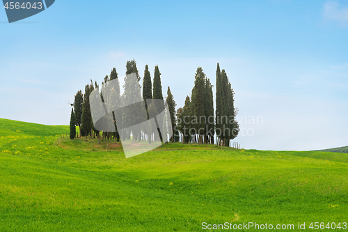 Image of Beautiful spring minimalistic landscape with Italian Cypress in Tuscany