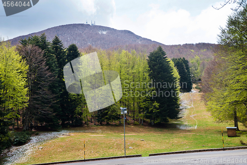 Image of Trees in Amiata Mountain in spring season, Tuscany