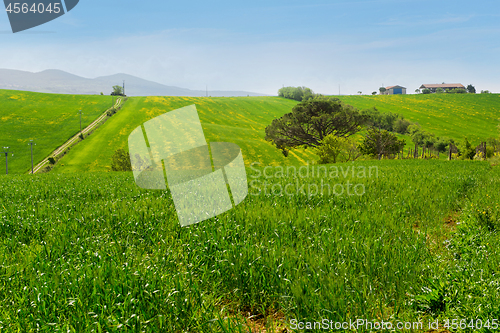 Image of Beautiful spring froggy landscape in Tuscany