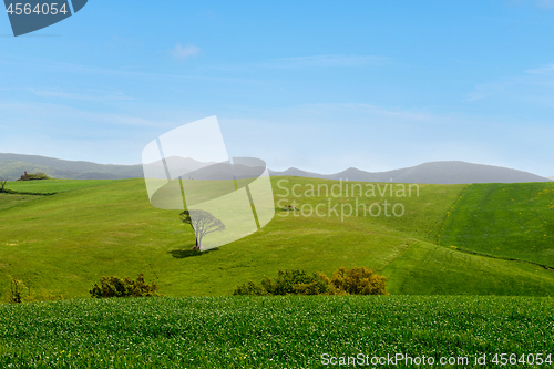 Image of Beautiful spring landscape in Tuscany