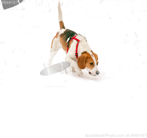 Image of Happy hound dog are running outdoors in white snow