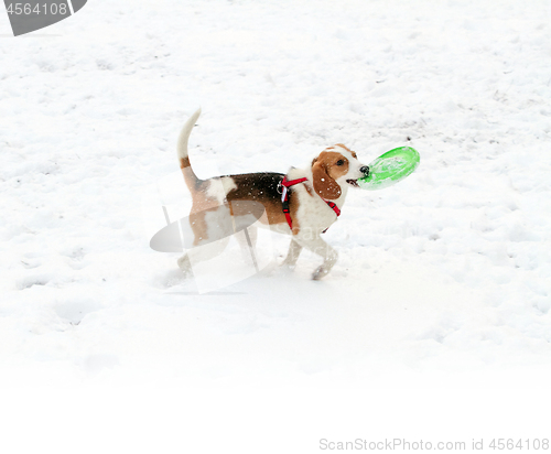 Image of Happy hound dog are running outdoors in white snow