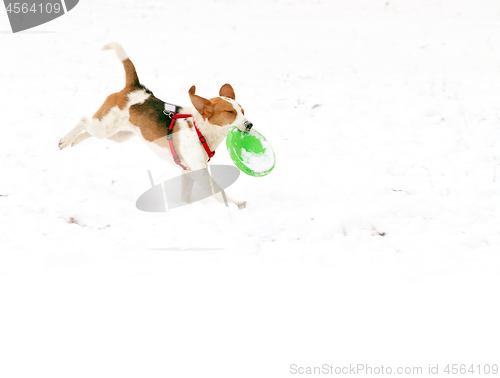 Image of Happy hound dog are running outdoors in white snow