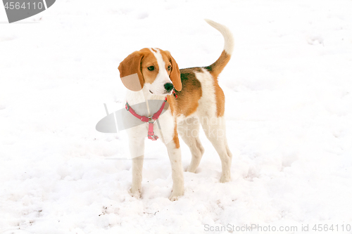 Image of Happy hound dog are running outdoors in white snow