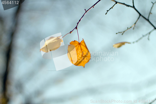 Image of Lonely orange leaf on the branch