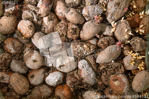 Image of Pile of rotting potatoes waste