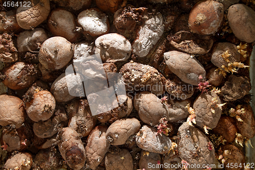 Image of Pile of rotting potatoes waste