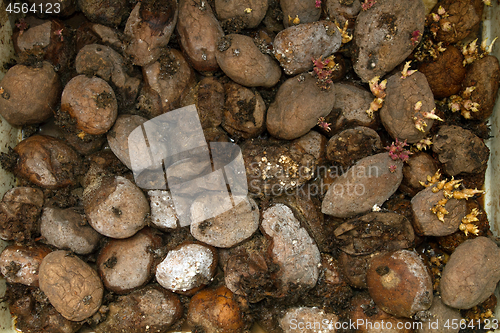 Image of Pile of rotting potatoes waste