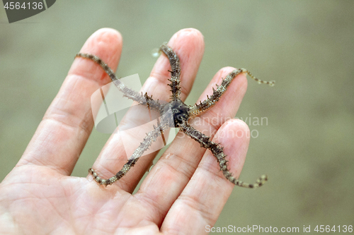 Image of Scary starfish in the hand