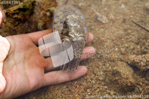 Image of Sea cuttlefish is swimming in the water