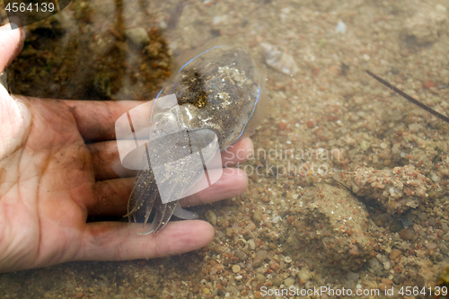 Image of Sea cuttlefish is swimming in the water