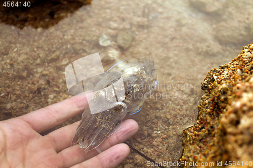 Image of Sea cuttlefish is swimming in the water