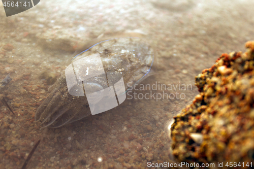 Image of Sea cuttlefish is swimming in the water