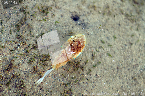 Image of Sea cuttlefish is swimming in the water